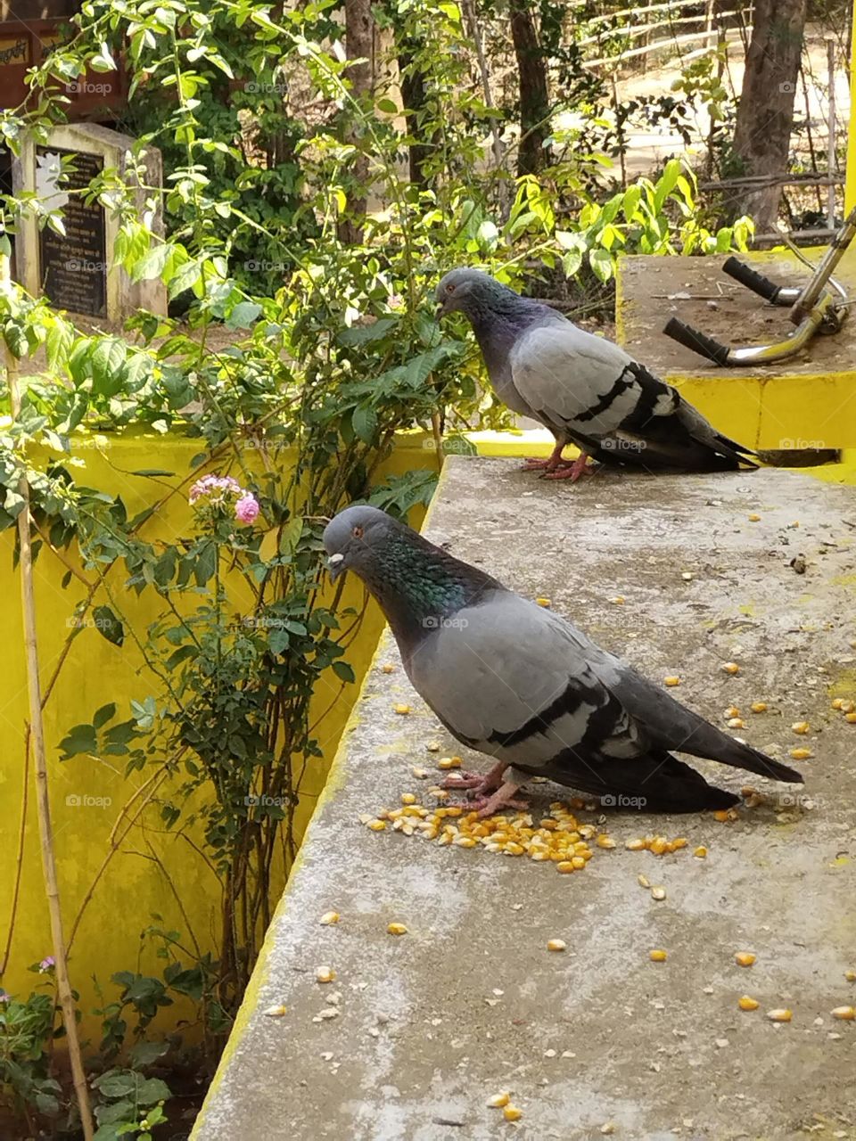 two pigeons  Bird