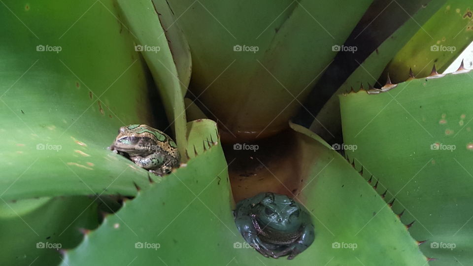 Frog, No Person, Leaf, Rain, Nature