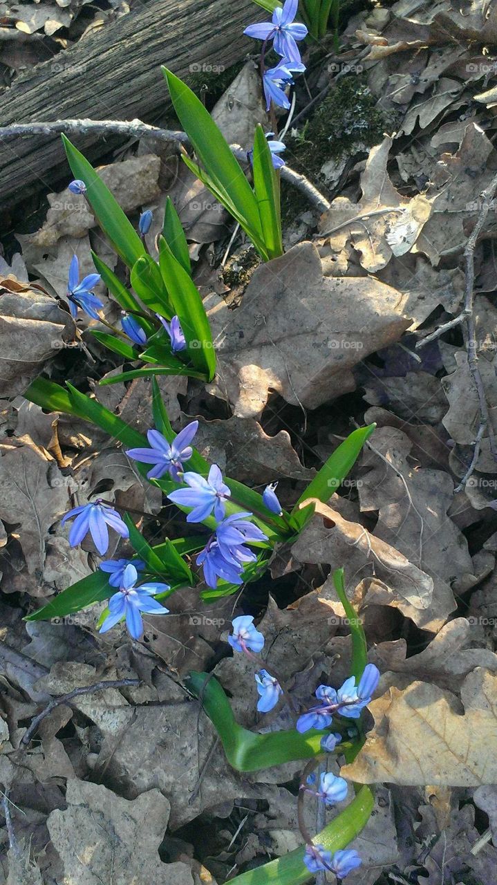 Chain of the blue squills at the forest