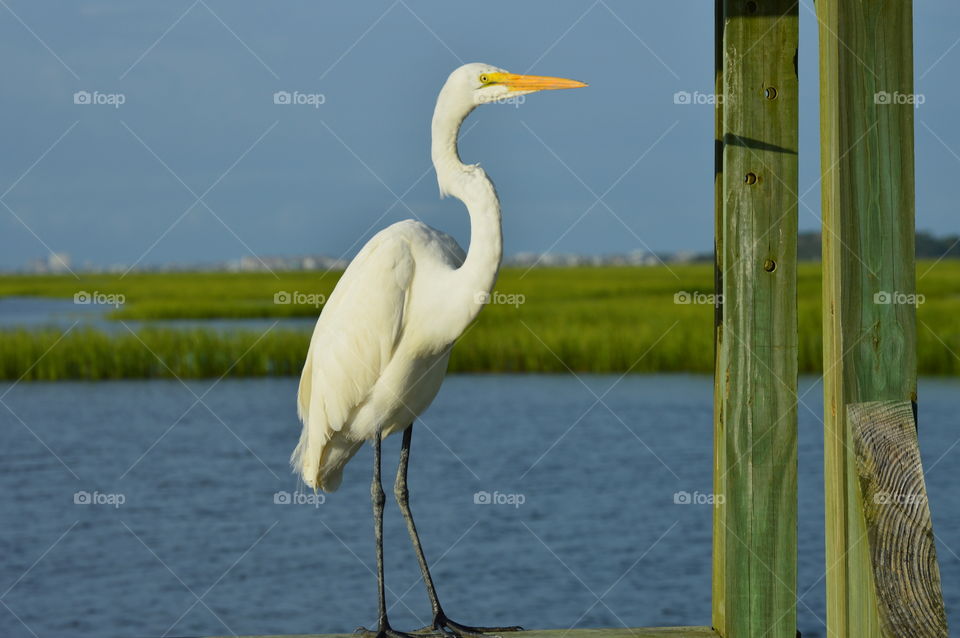 marsh bird