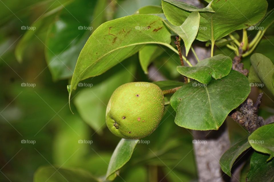 Pears are fruits produced and consumed around the world,
Family: Rosaceae