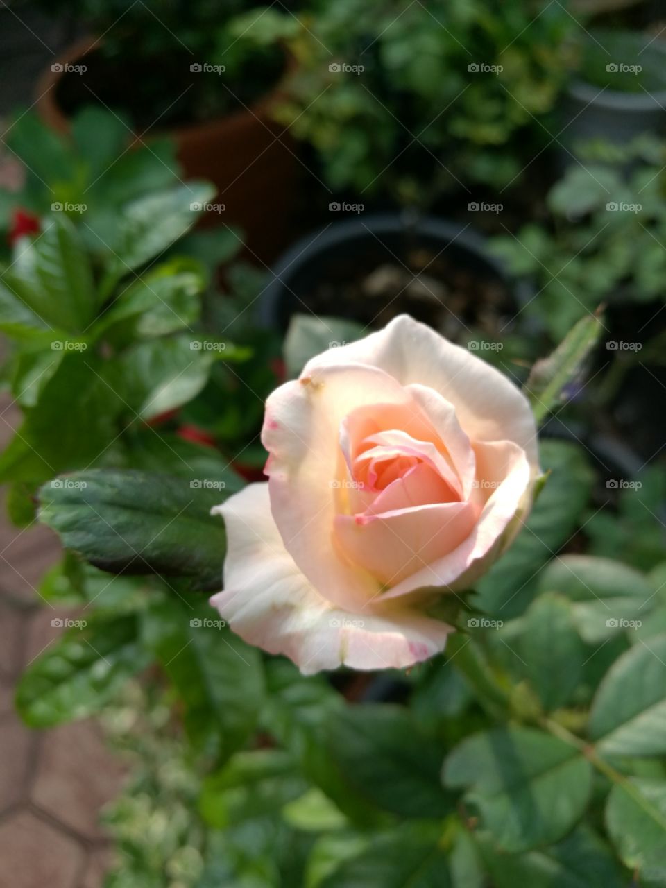 The blooming of a peach colored rose in garden.