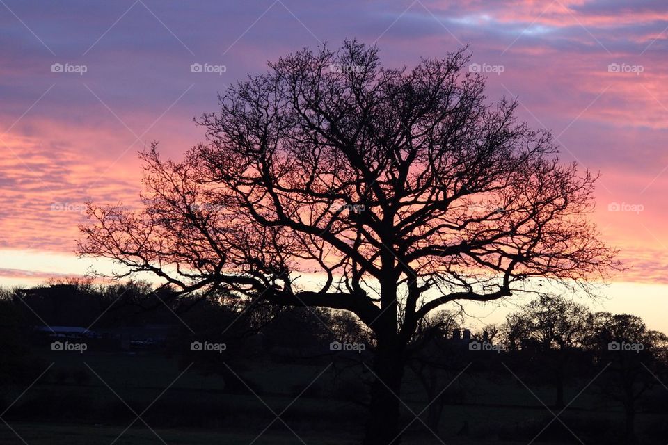 Silhouette of a tree at sunset