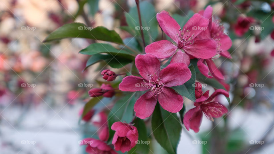 crabapple blooms