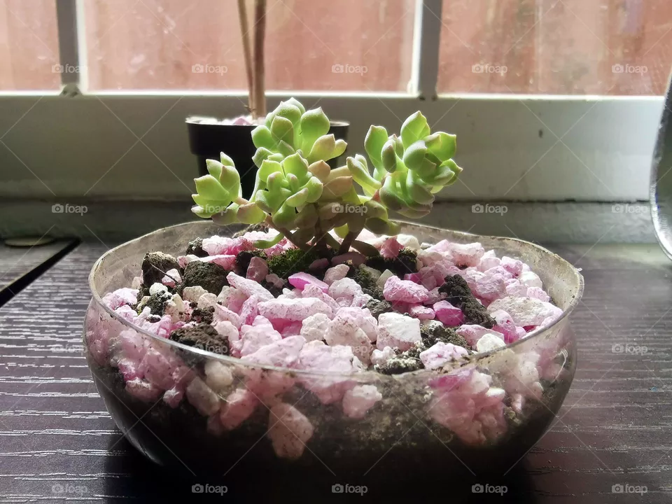 Succulents 