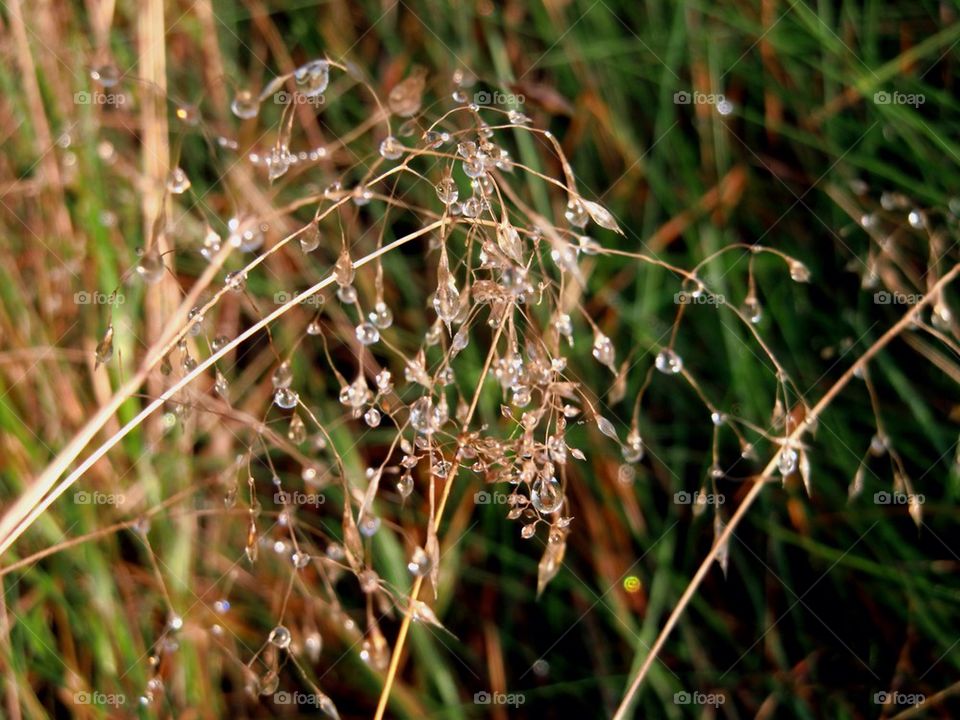 Water drop on plant