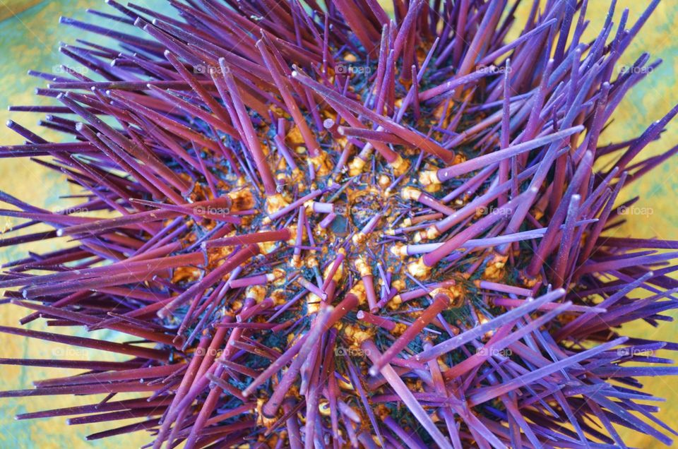 Dried Sea Urchin