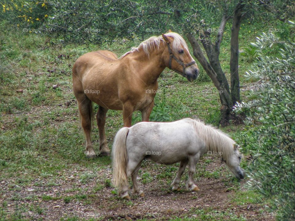 Majestic horses