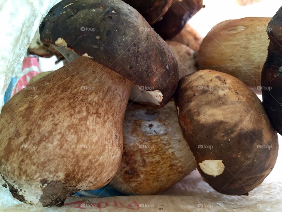 porcini mushrooms