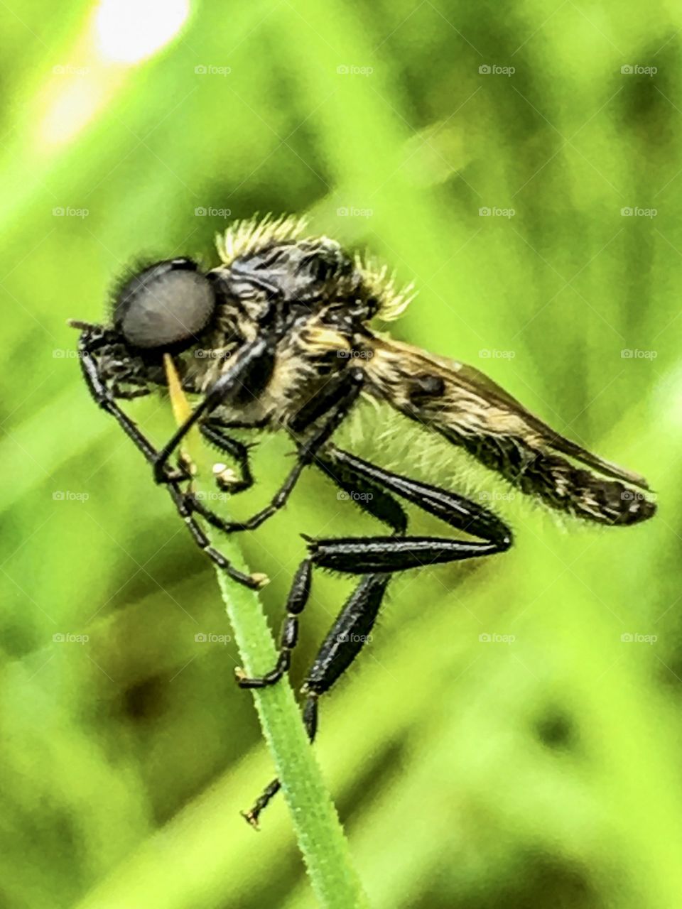 Robber Fly on Point 