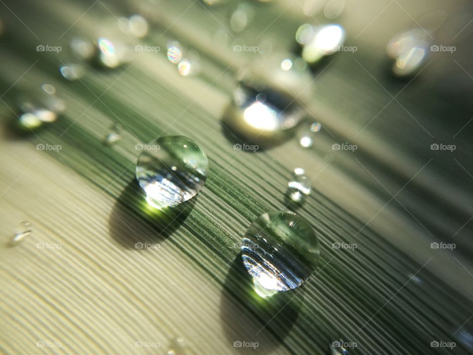 Raindrops in the morning on a large blade of grass