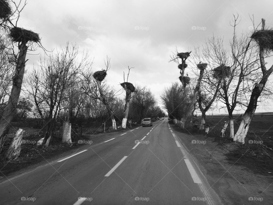 The bat nest next to the road is a beautiful sight