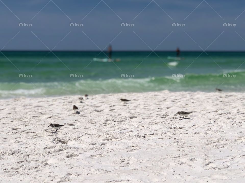 Foreground focus on sandpipers on beach with green waves and paddle boarders in background on bright sunny day 