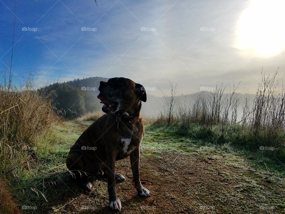 Misty morning walkabout with my Thor