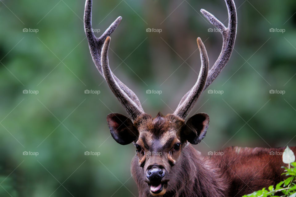 Unicolor Sambar Deer