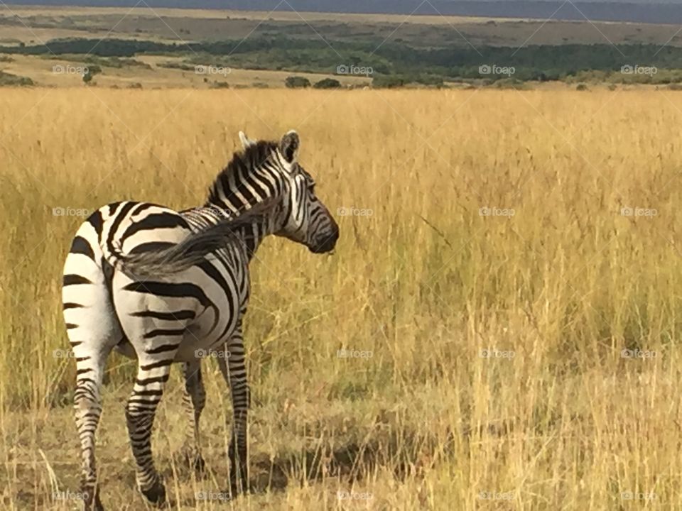 Zebra zebras kenya 