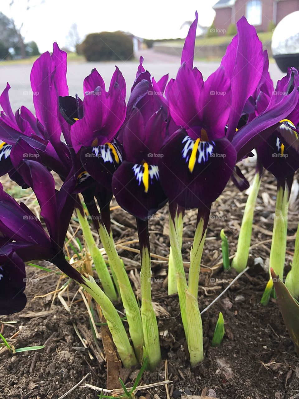 Early spring brings out these beautiful purple irises. 