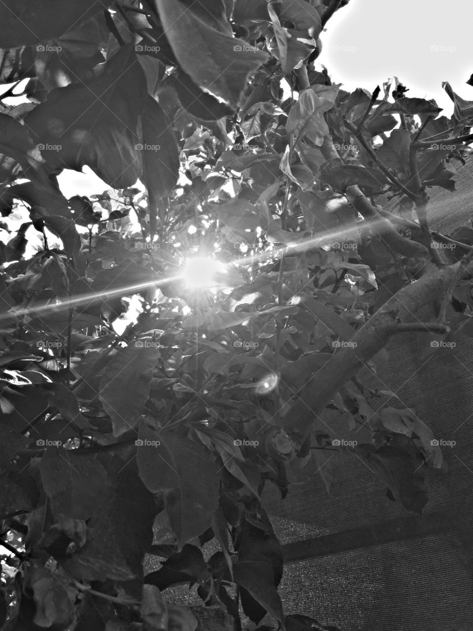 black and white picture sun ahine and tree