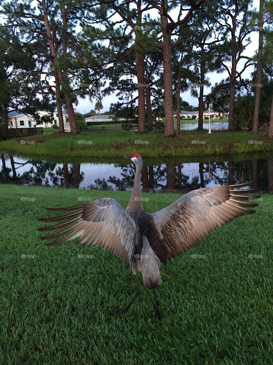 Sand Hill Crane Wing span wingspan