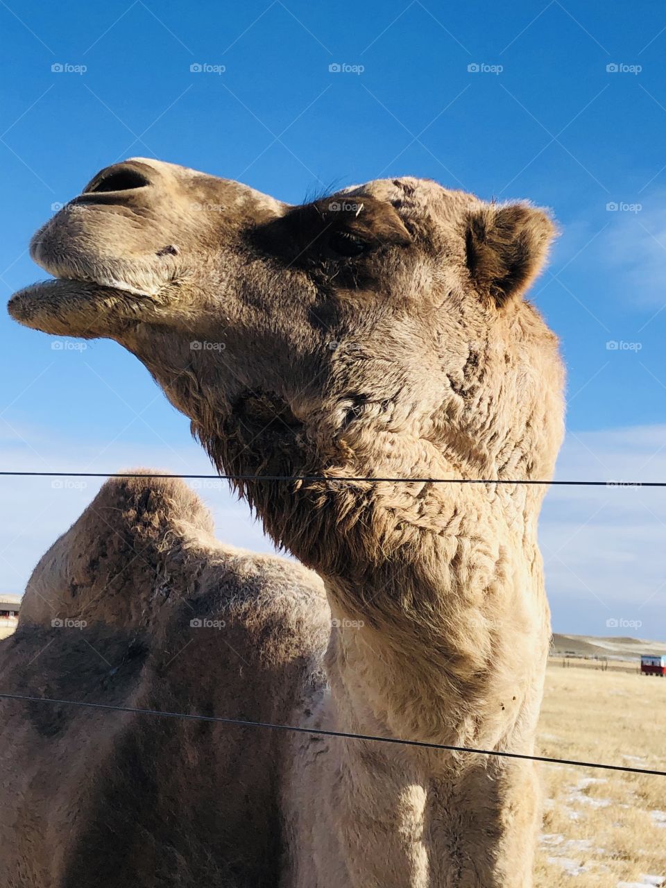 This camel shows off her best side for a photo.
