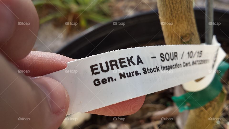 Growing a Lemon Tree