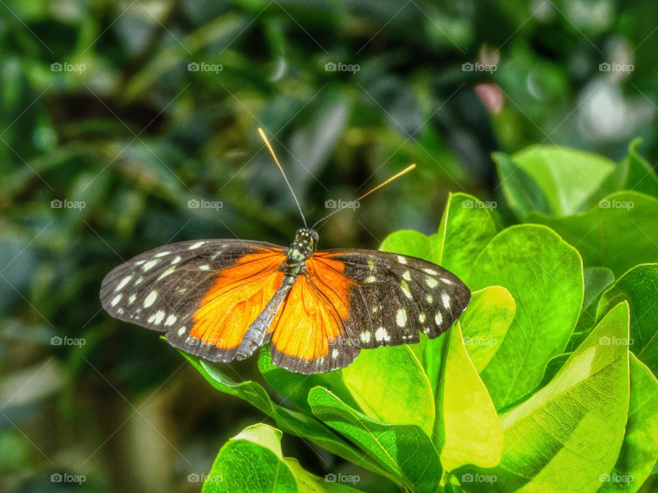 California Monarch Butterfly 