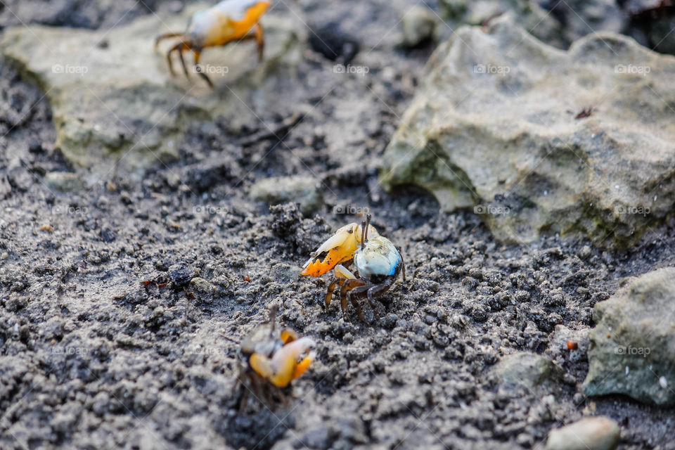 fiddler crab