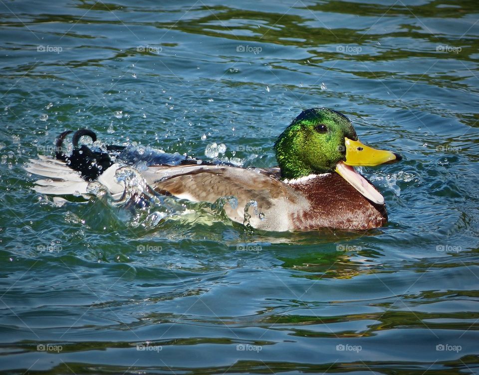 Laughing mallard duck