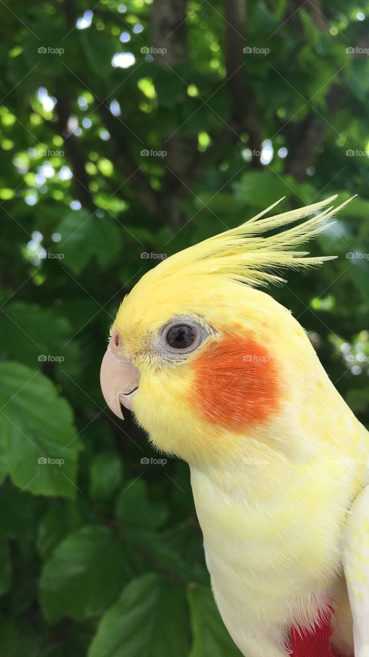 Cockatiel outside in the spring 