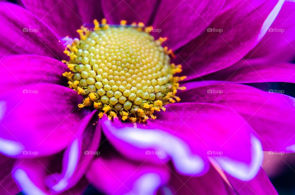 Complementary Colors, Flower