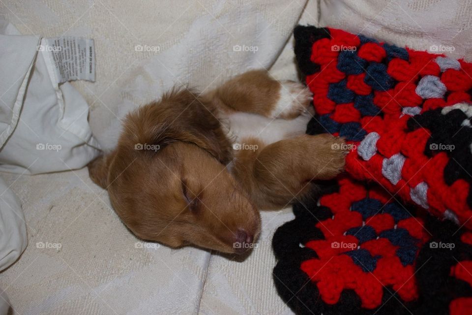 Puppy Cuddly under a blanket