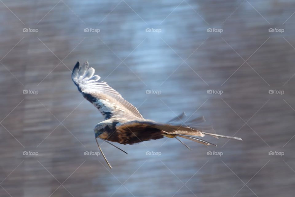 Male western marsh harrier flying in the birch tree forest at full speed and carrying nest material on spring morning in Western Finland.