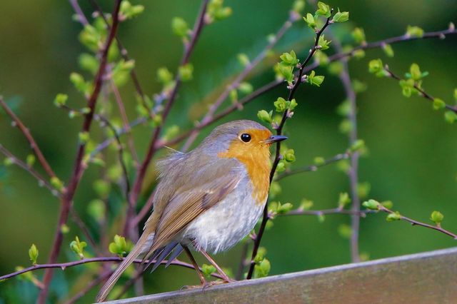 Robin and the first tender green