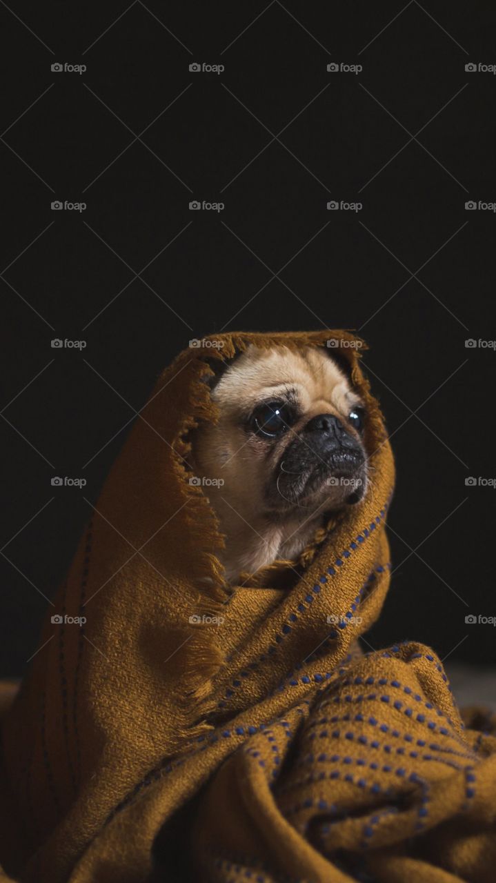 Dog Phone Background