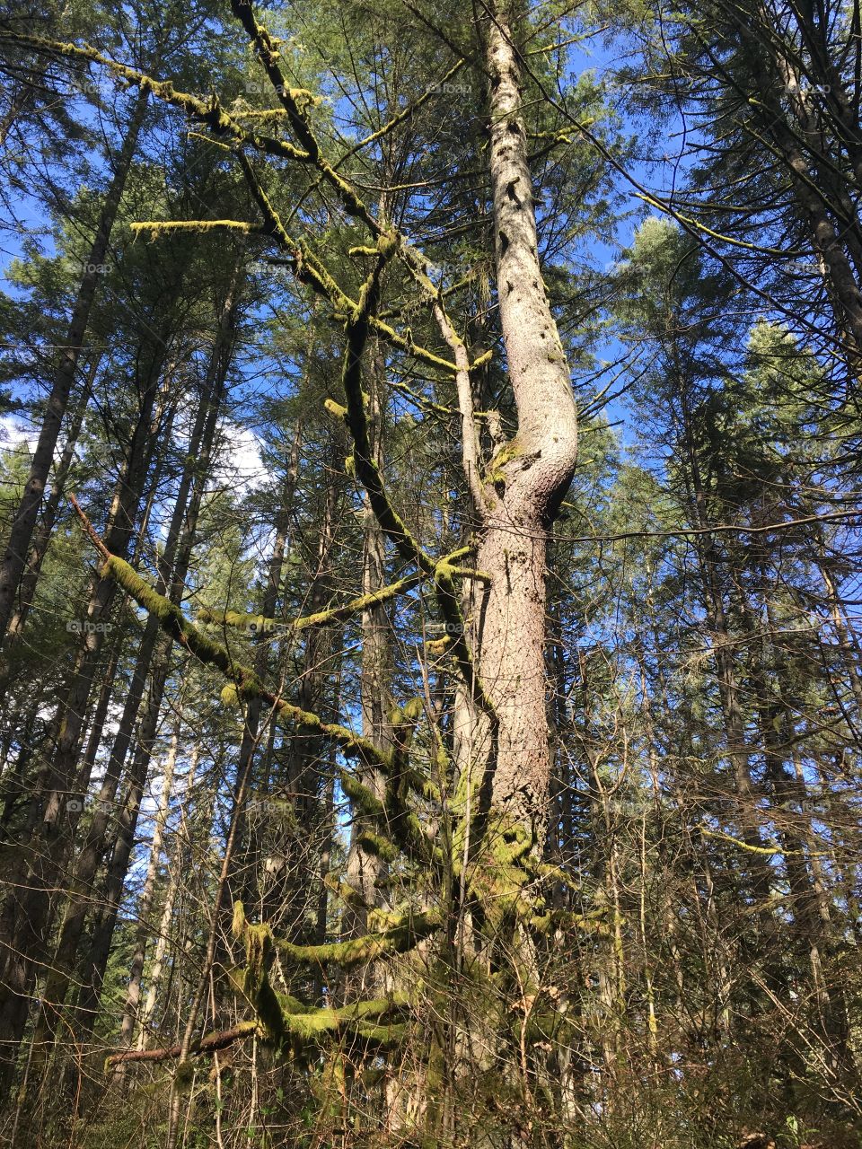 unique tree