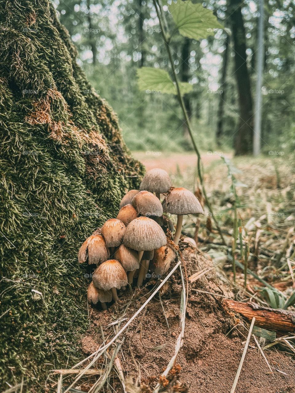 Forest mushrooms