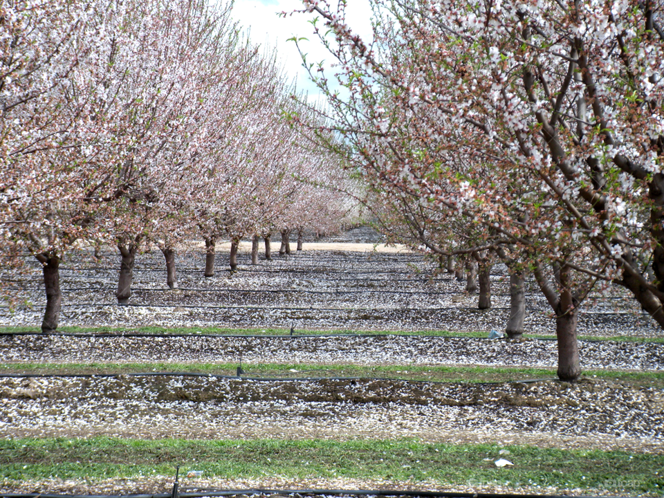 blossom trail