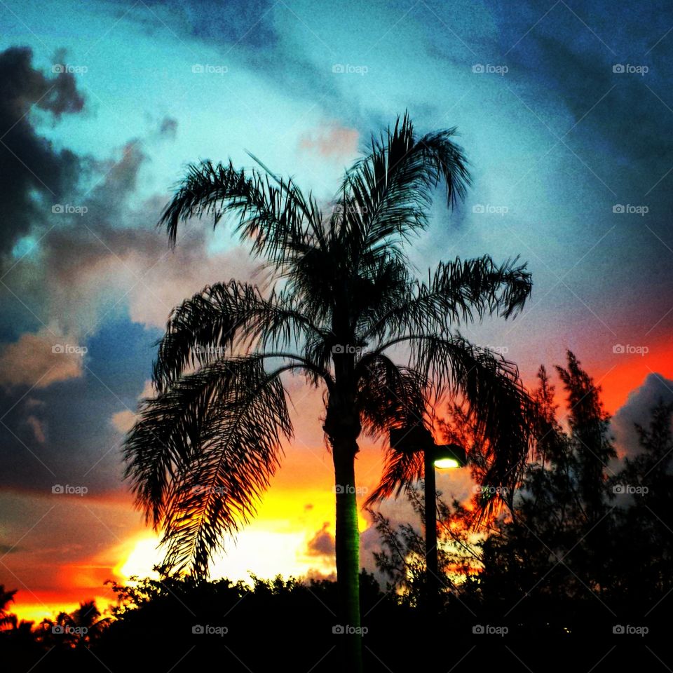 Palm, Beach, Sun, Tree, Sunset