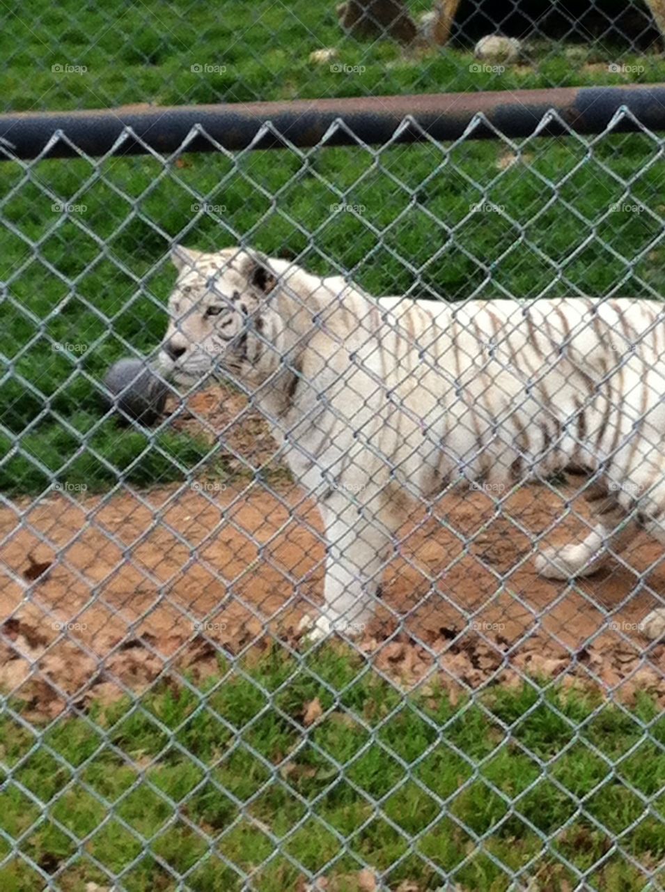 White tiger