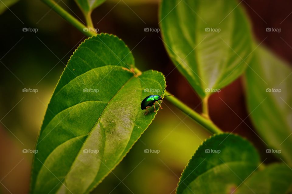 Green plant/Planta verde.