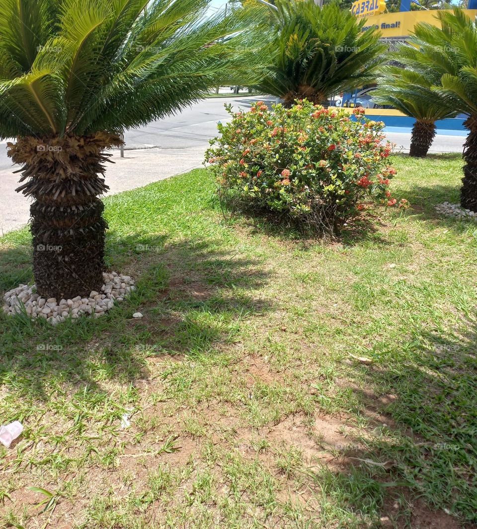 A beleza da natureza que nos encanta com ornamentação do perfumando o ambiente com a essência das flores;  e a sua capacidade de regeneração a cada ciclo ou estação