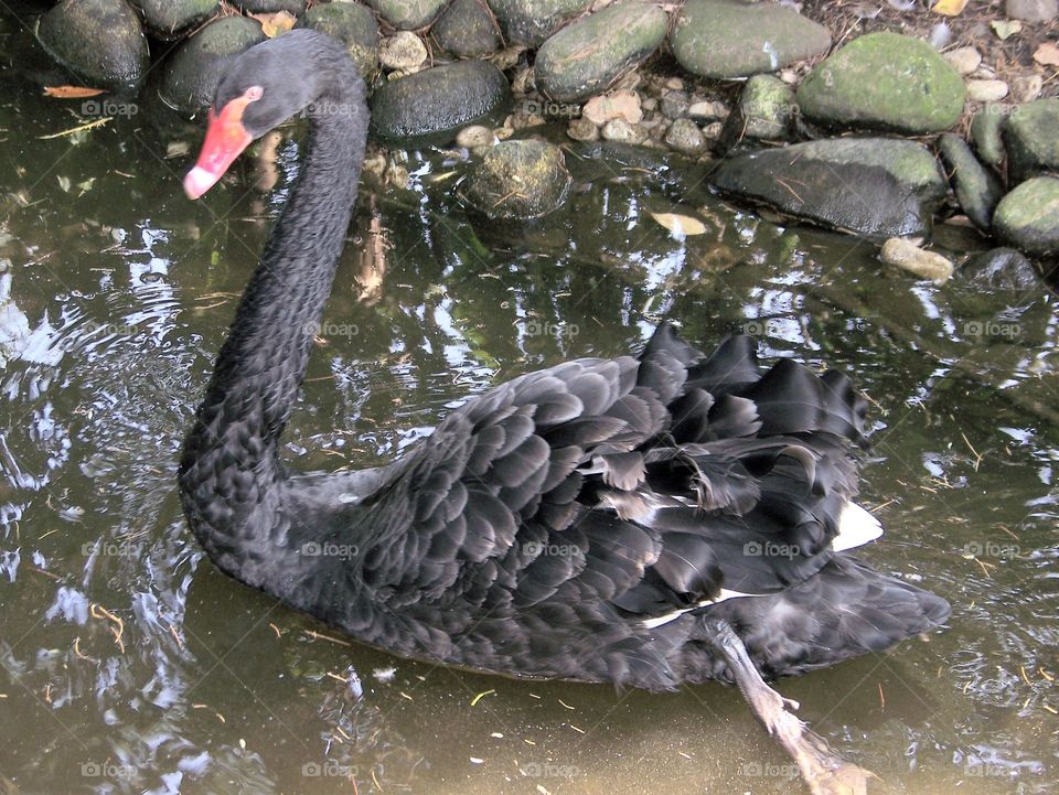 bird zoo black