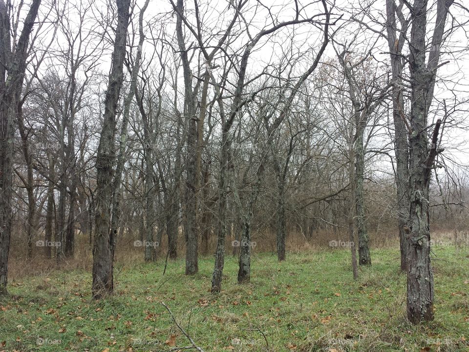 woodlands