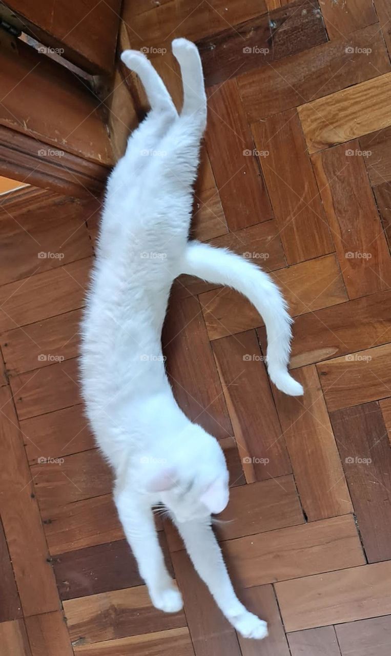 lazy white cat