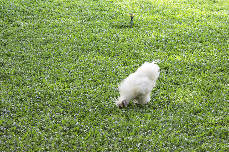 White Chicken or Silkie Hen eating food On the lawn in the garden.