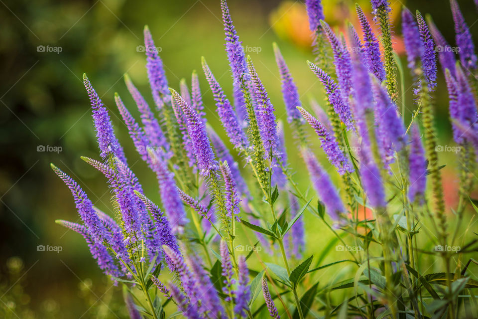 Purple lavender