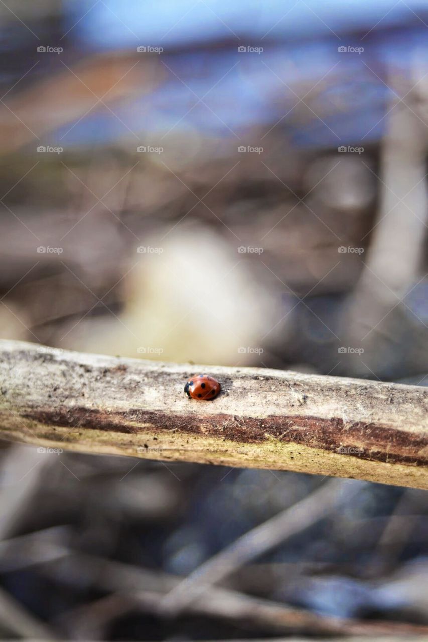 Ladybug