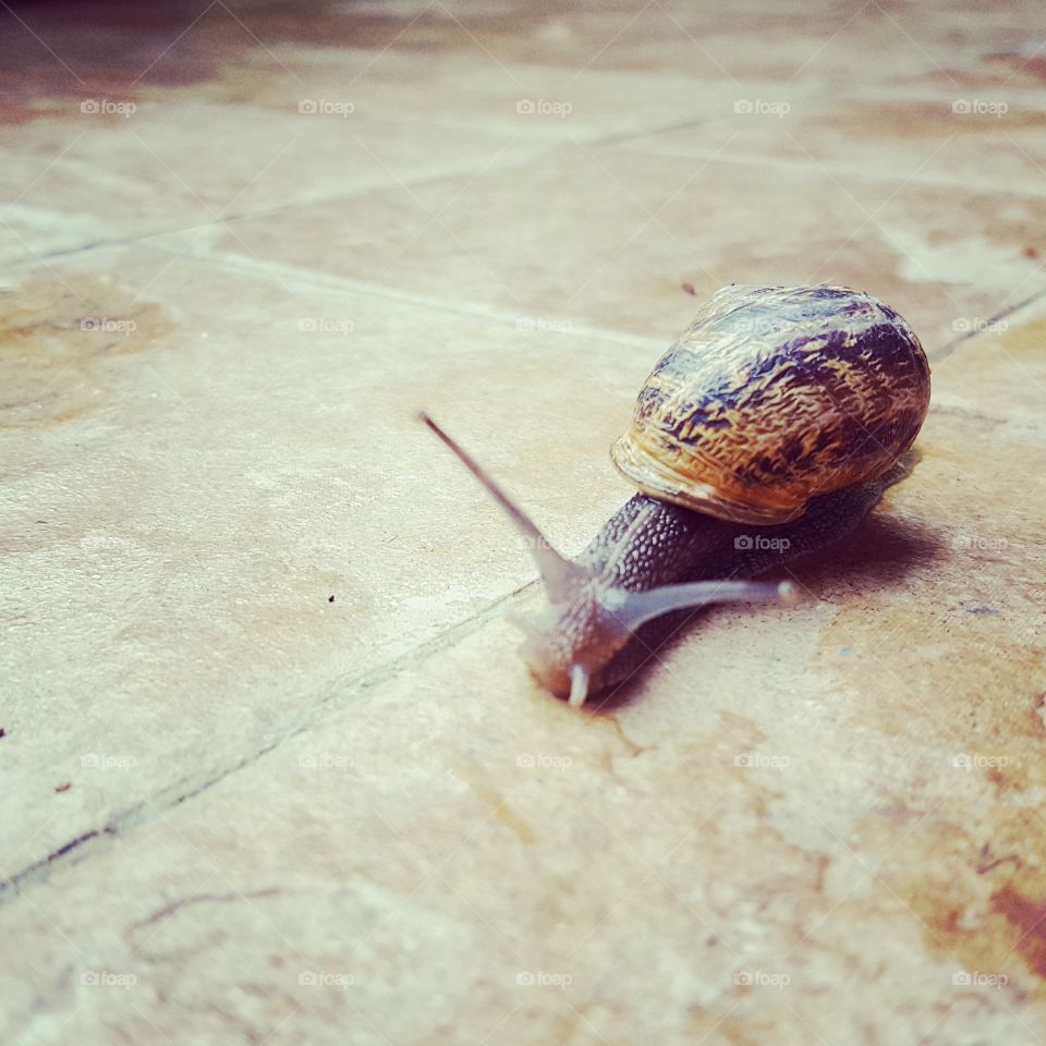 Lonely snail in the yard