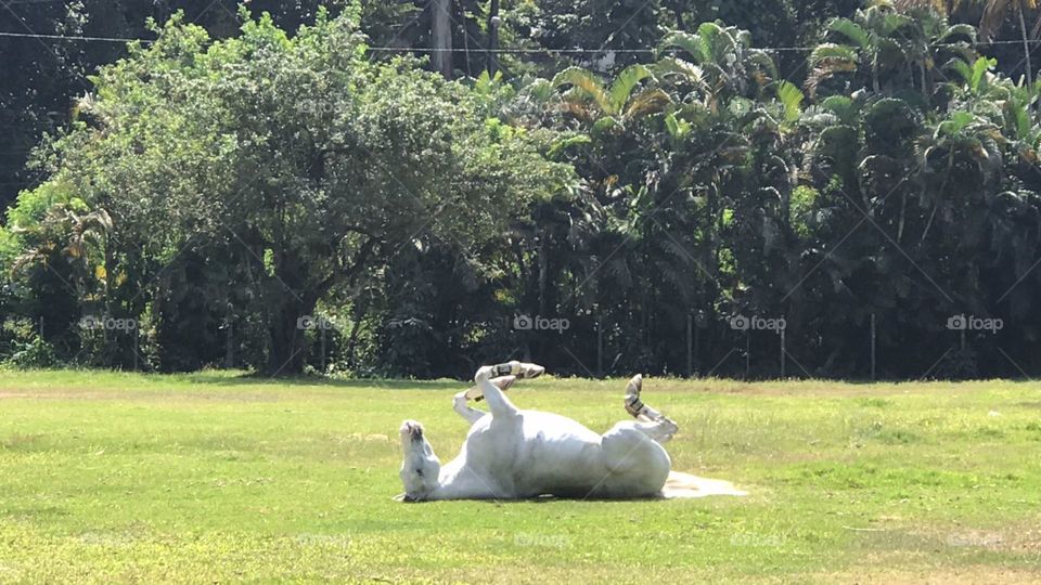 horse in the field rolling