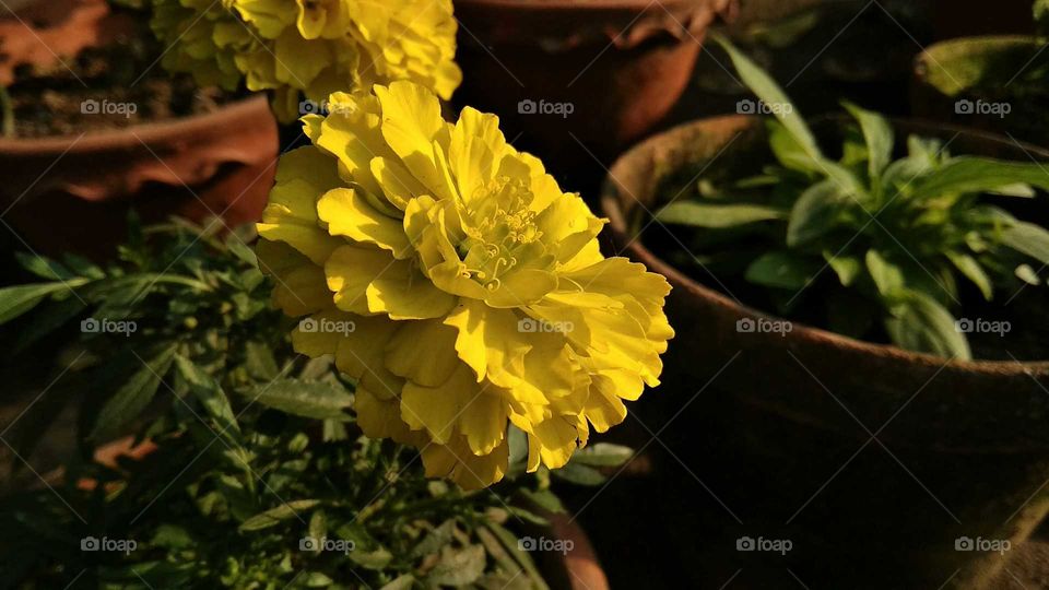 light yellow flower